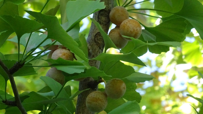 イチョウの果実 川崎市幸区創造のもり