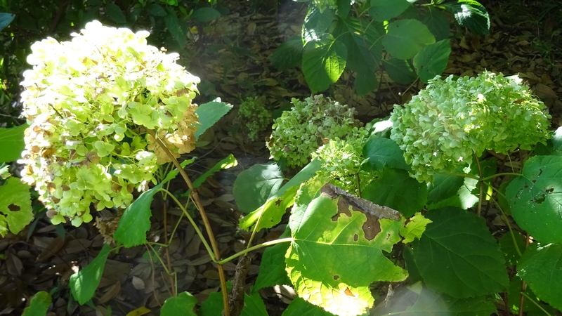 アナベルの若い装飾花 川崎市幸区さいわいふるさと公園