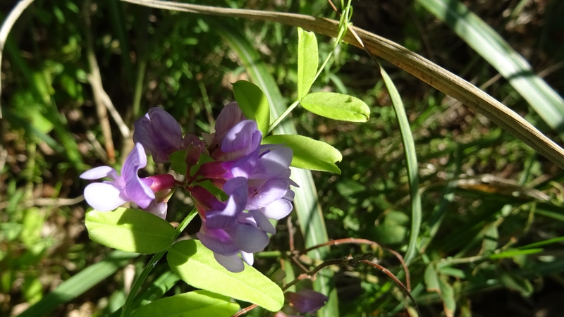 ツルフジバカマの花 川崎市幸区さいわいふるさと公園