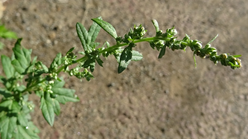 オウシュウヨモギの蕾 川崎市幸区さいわいふるさと公園