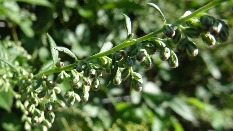 オウシュウヨモギの蕾 川崎市幸区さいわいふるさと公園