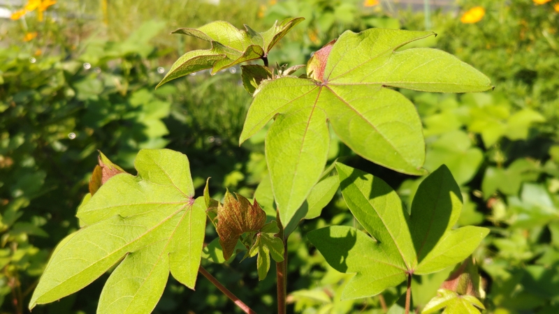 ワタ 川崎市幸区さいわいふるさと公園