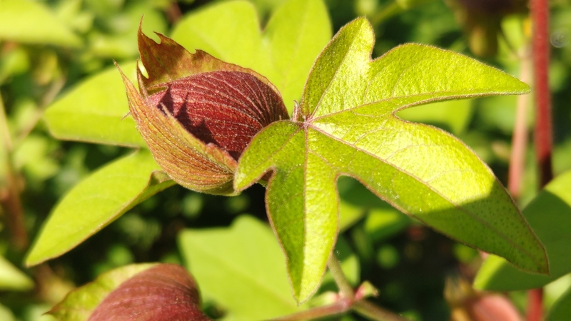 ワタ 川崎市幸区さいわいふるさと公園