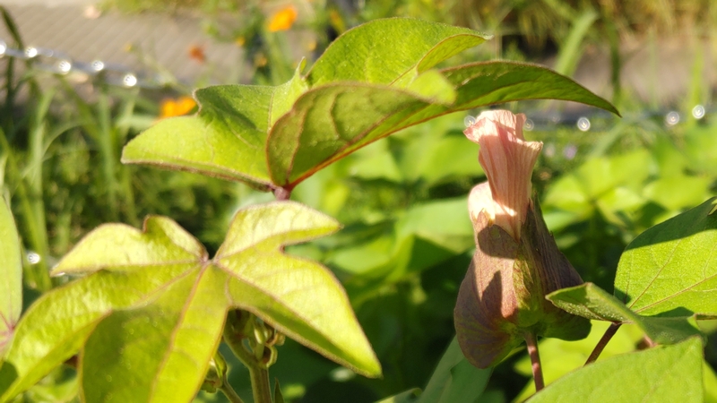 ワタ 川崎市幸区さいわいふるさと公園