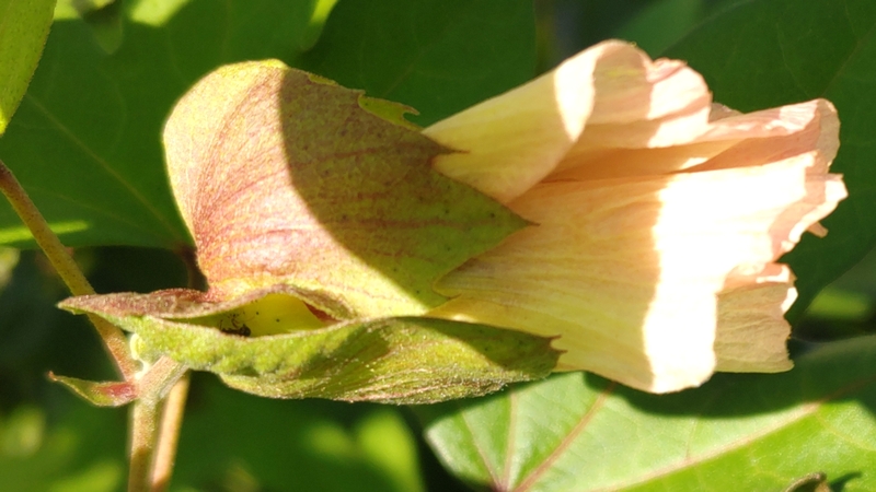 ワタ 川崎市幸区さいわいふるさと公園