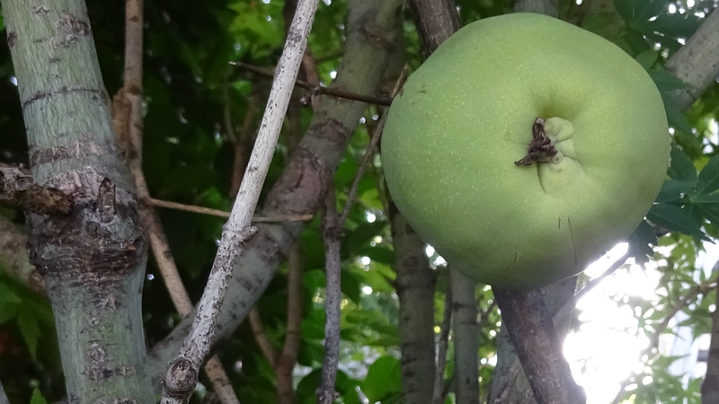 カラタチの若い果実 川崎市幸区創造のもり