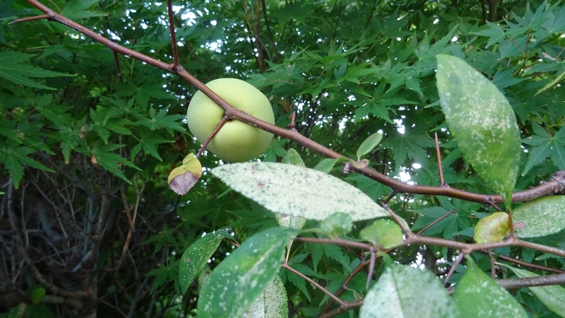 カラタチの若い果実 川崎市幸区創造のもり