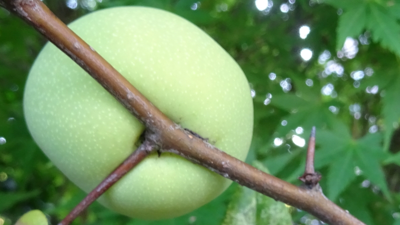 カラタチの若い果実 川崎市幸区創造のもり