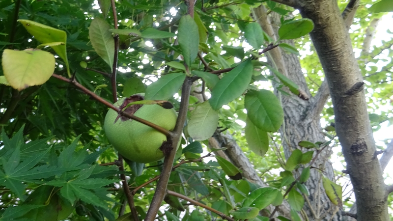 カラタチの若い果実 川崎市幸区創造のもり