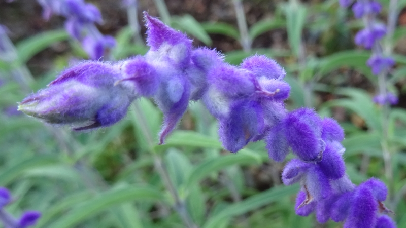 アメジストセージの花 川崎市幸区さいわいふるさと公園