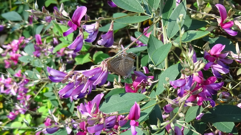 ミヤギノハギのウラナミシジミ♀ 川崎市幸区さいわいふるさと公園