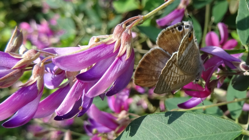 ミヤギノハギのウラナミシジミ♀ 川崎市幸区さいわいふるさと公園