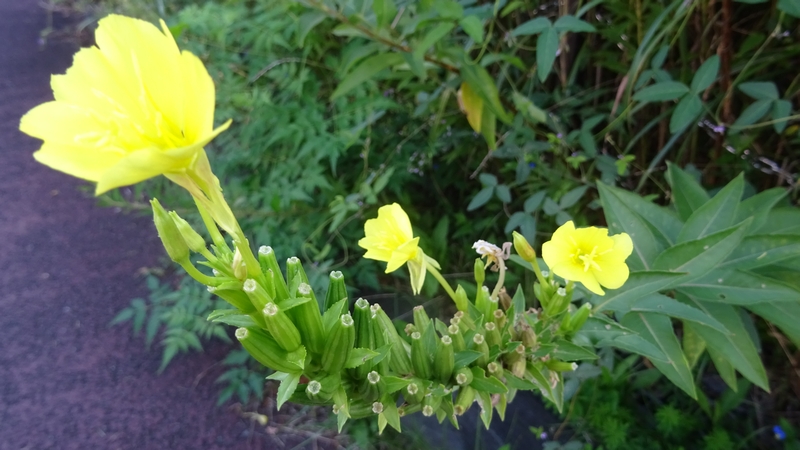 オオマツヨイグサの花 川崎市幸区さいわいふるさと公園