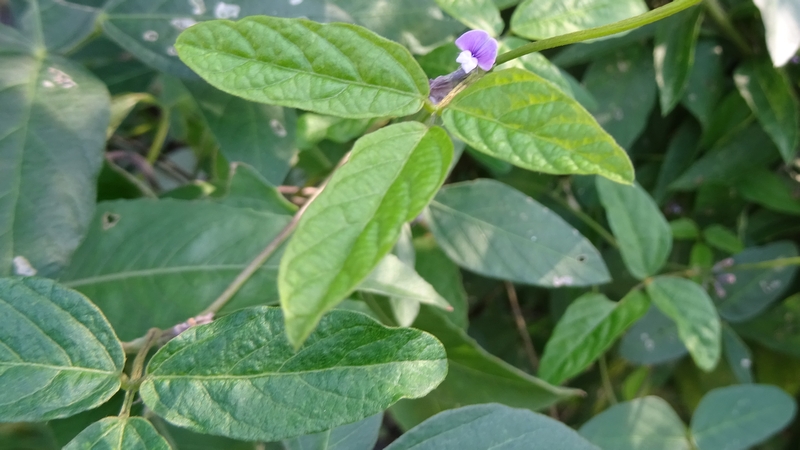 ツルマメの花 川崎市幸区さいわいふるさと公園