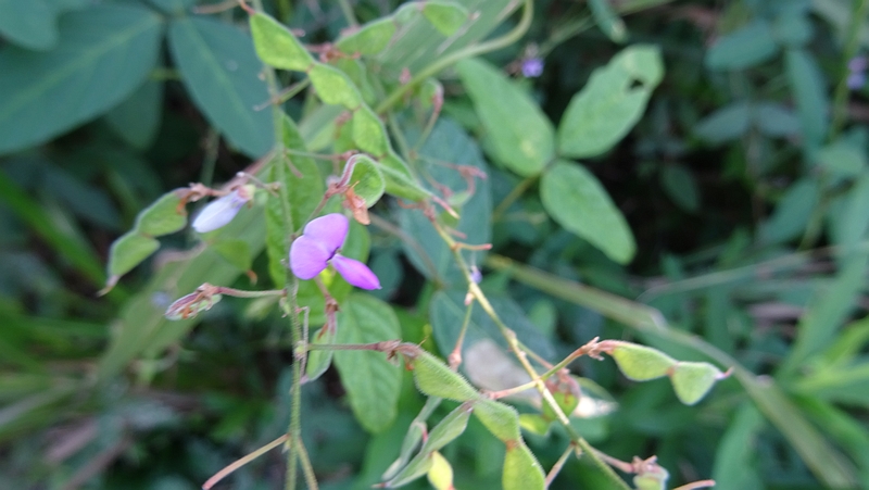 ツルマメの花と若い果実 川崎市幸区さいわいふるさと公園