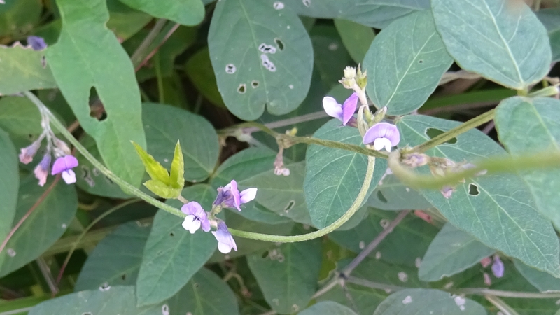 ツルマメの花 川崎市幸区さいわいふるさと公園