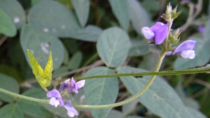 ツルマメの花 川崎市幸区さいわいふるさと公園