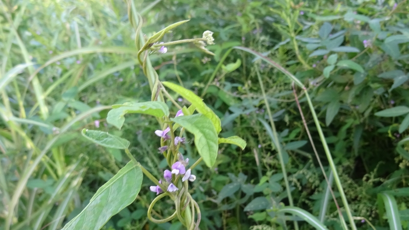 ツルマメの花 川崎市幸区さいわいふるさと公園