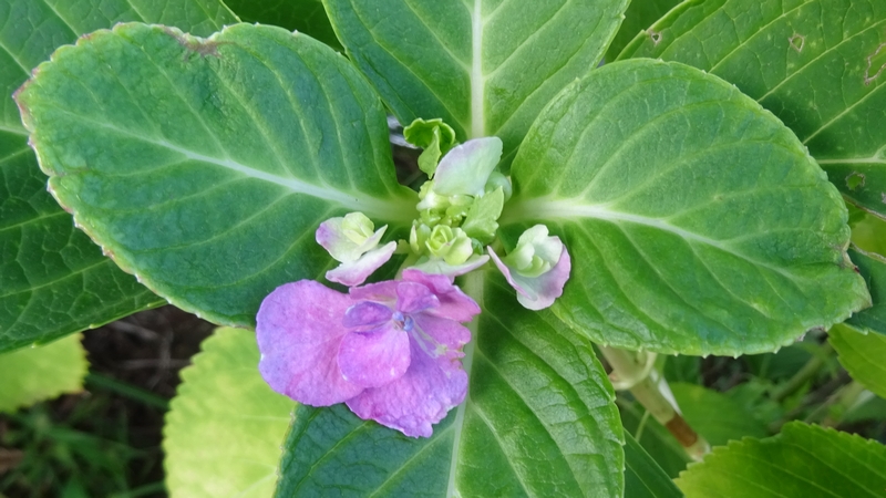 アジサイの花 川崎市幸区さいわいふるさと公園