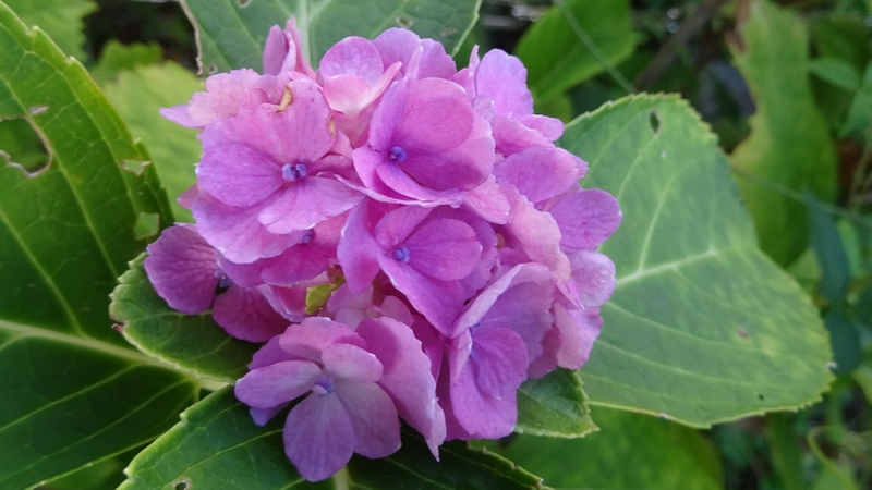 アジサイの花 川崎市幸区さいわいふるさと公園