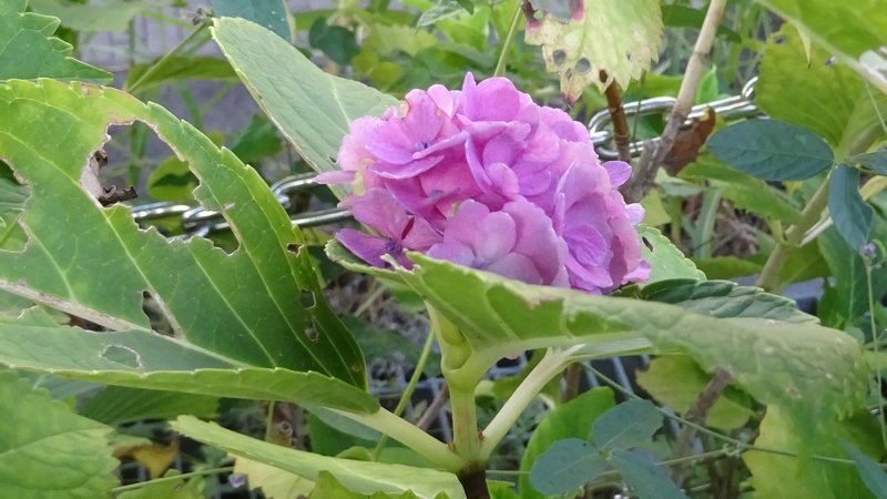 アジサイの花 川崎市幸区さいわいふるさと公園