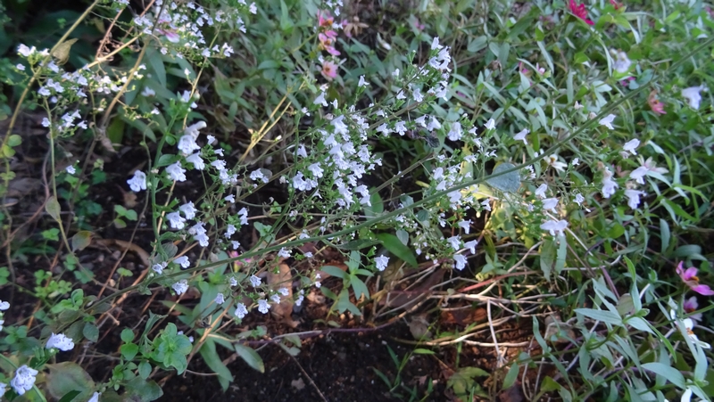 カラミントの花 川崎市幸区さいわいふるさと公園