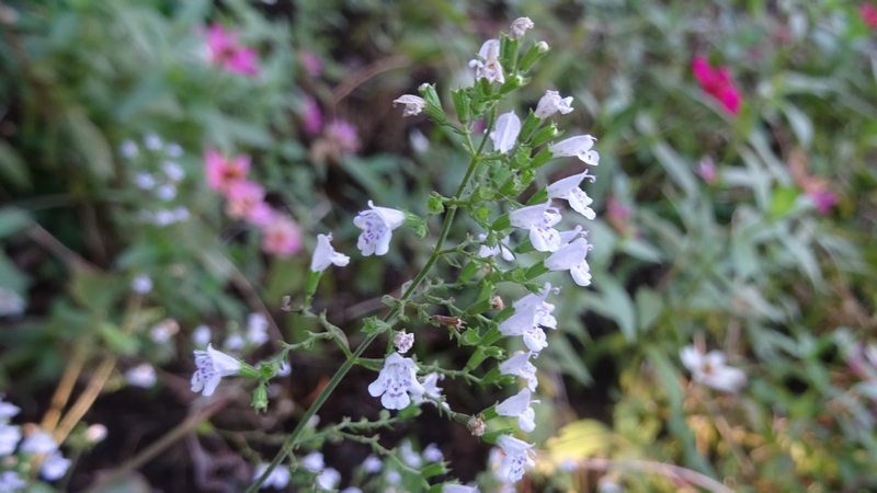 カラミントの花 川崎市幸区さいわいふるさと公園