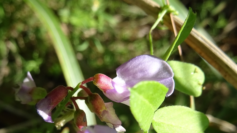 ツルフジバカマの花 川崎市幸区さいわいふるさと公園