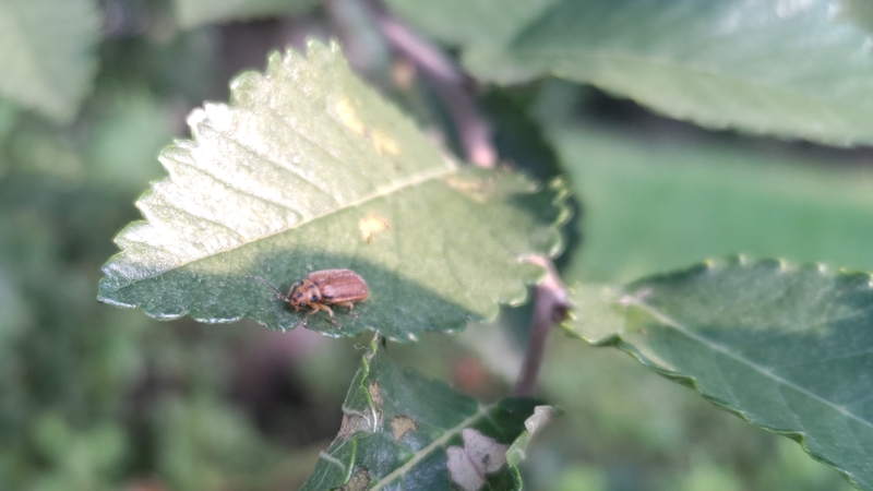 アキニレのニレハムシ 川崎市幸区
