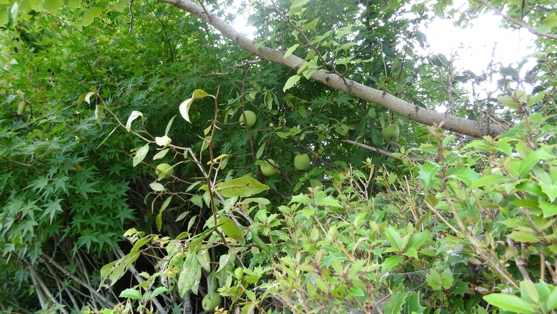 カラタチ、ヒイラギ、イロハモミジ、イチョウ 川崎市幸区創造のもり
