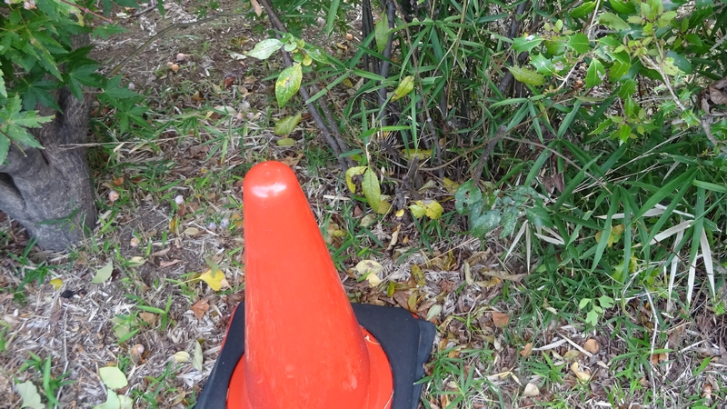 カラタチと三角ポール 川崎市幸区創造のもり