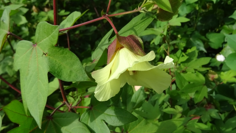ワタの花 川崎市幸区さいわいふるさと公園