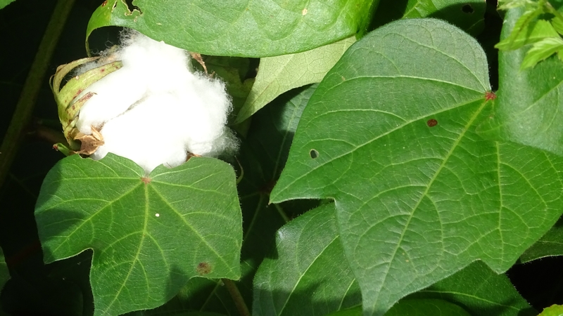 ワタの果実 川崎市幸区さいわいふるさと公園