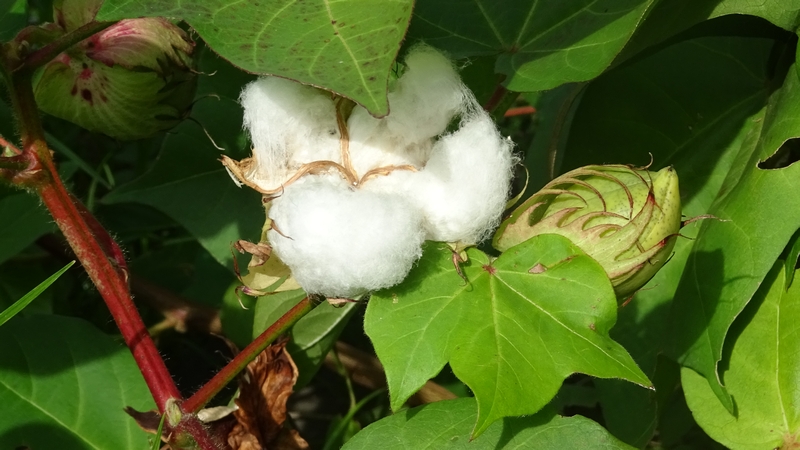 ワタの果実 川崎市幸区さいわいふるさと公園