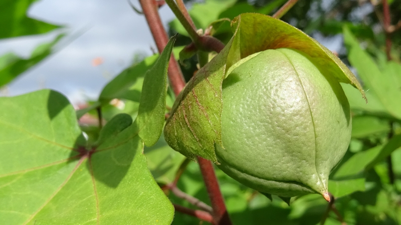 ワタの若い果実 川崎市幸区さいわいふるさと公園