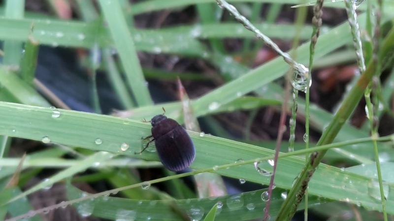 ビロウドコガネ 川崎市幸区