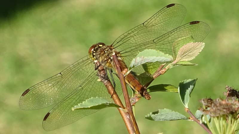 アキアカネ 川崎市幸区さいわいふるさと公園