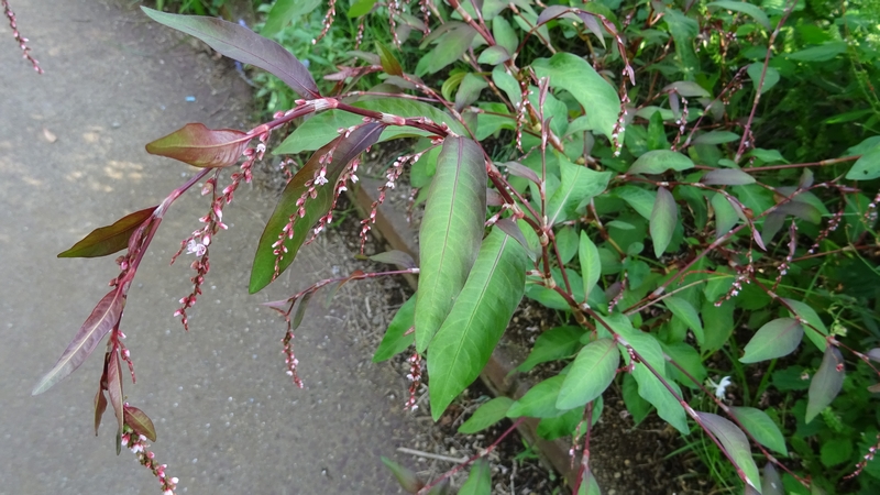 タデアイの花 川崎市幸区さいわいふるさと公園