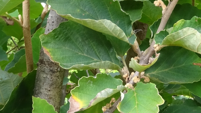 シナマンサクの果実 川崎市幸区創造のもり