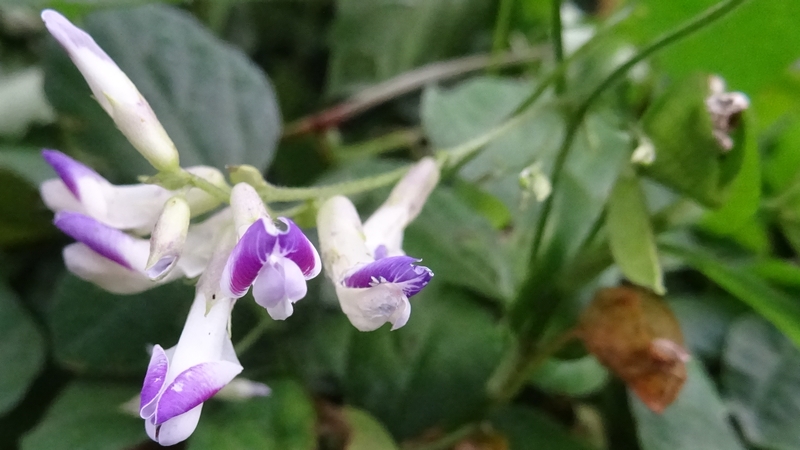 ヤブマメの花 川崎市幸区さいわいふるさと公園