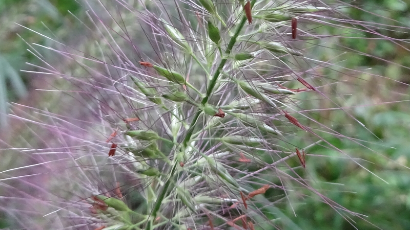 チカラシバの花穂 川崎市幸区さいわいふるさと公園