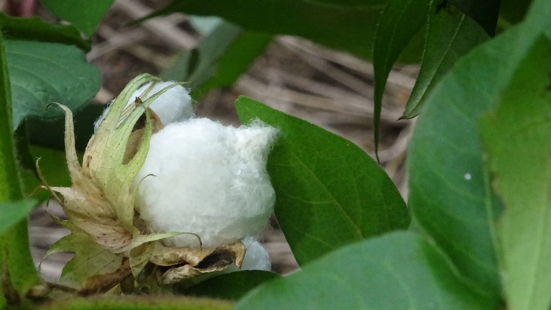 ワタの果実 川崎市幸区さいわいふるさと公園