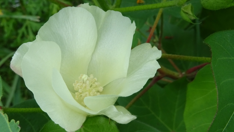 ワタの花 川崎市幸区さいわいふるさと公園