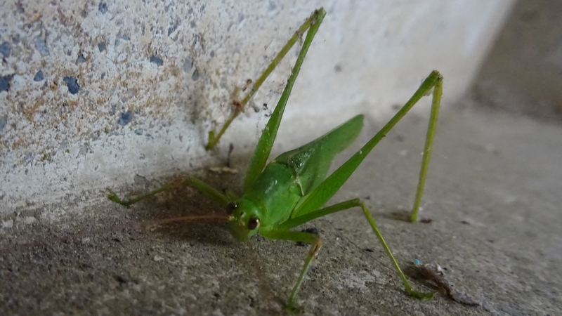 サトクダマキモドキの雌 横浜市旭区今宿南町