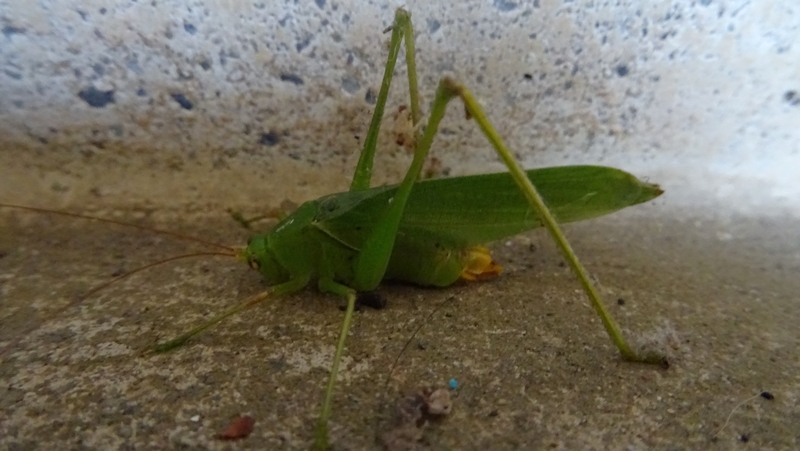 サトクダマキモドキの雌 横浜市旭区今宿南町