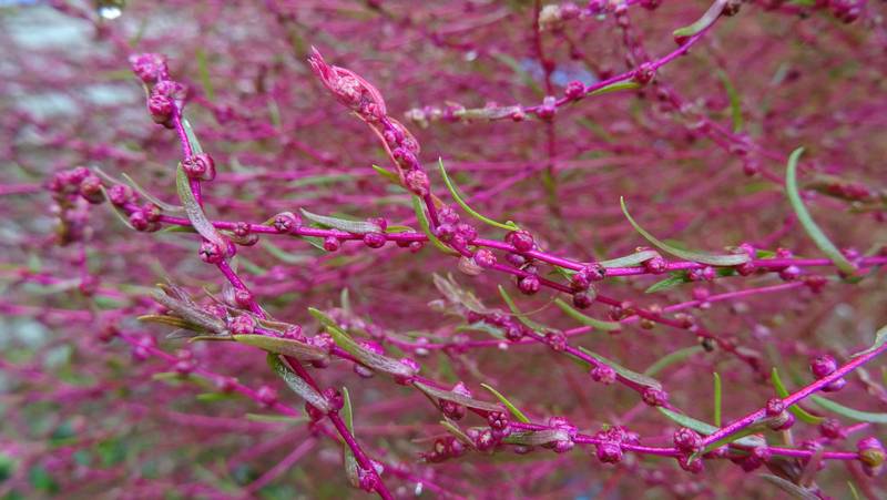 ホウキギの果実 川崎市幸区さいわいふるさと公園