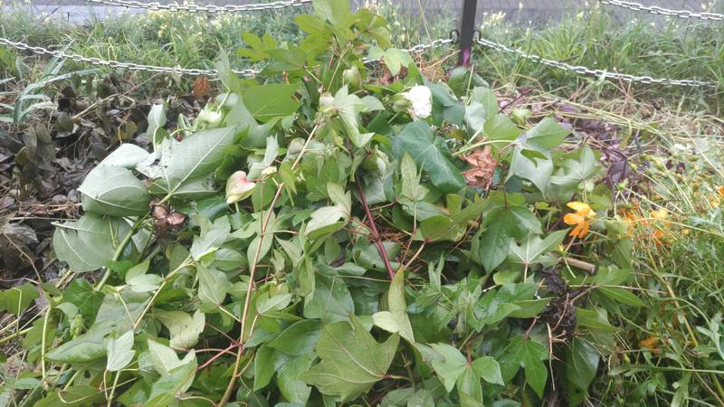 ワタの除草跡 川崎市幸区さいわいふるさと公園