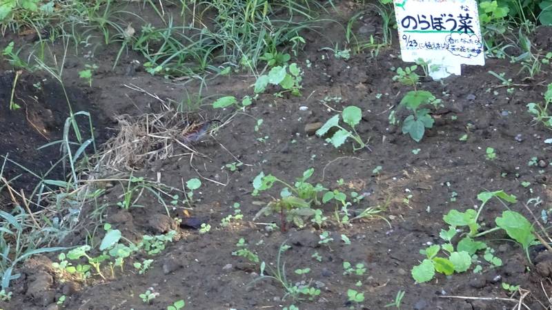 のらぼう菜 川崎市幸区さいわいふるさと公園