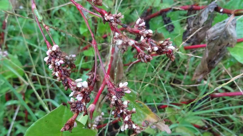 タデアイの果実 川崎市幸区さいわいふるさと公園