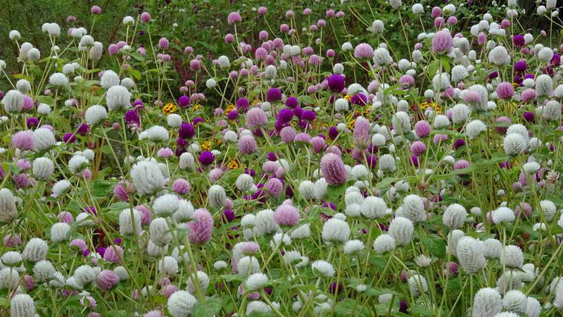 センニチコウの花 川崎市幸区さいわいふるさと公園
